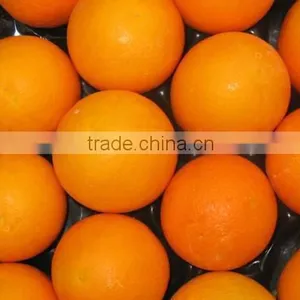 Fresh Orange thumbnail-1
