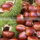 Fresh Chestnut in 10kg Gunny Bag Package. MOQ:1X40FCL. thumbnail-1