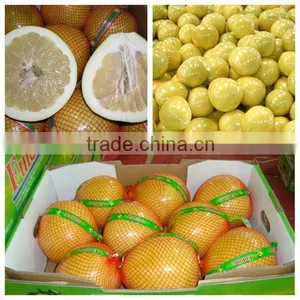 New Crop Fresh Pomelo for Russia Pomelo Market thumbnail-4