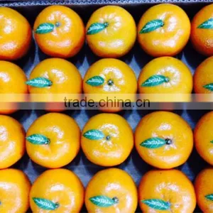 Mandarin thumbnail-1