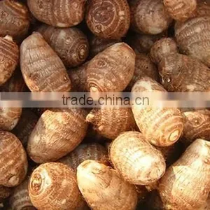 China High Quality Fresh Taro thumbnail-1