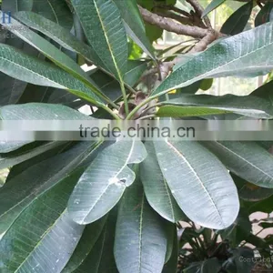 Blooming Plumeria Obtusa thumbnail-5