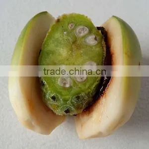 Areca Catechu Trees thumbnail-1
