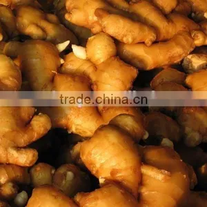 FRESH GINGER thumbnail-1