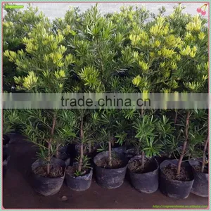 Outdoor Bonsai Podocarpus Macrophyllus thumbnail-1