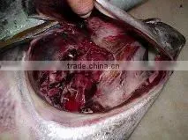 Thunnus Albacares thumbnail-2