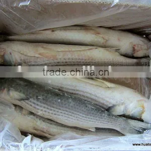 Frozen Grey Mullet thumbnail-1