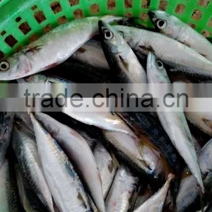 Frozen Fish Pacifc Mackerel thumbnail-2