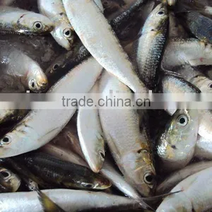 Frozen Sardine W/R thumbnail-2