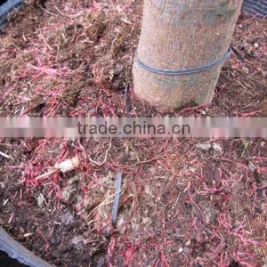 Ficus Religiosa Potted Rooted thumbnail-1