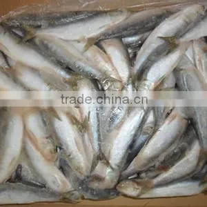 Frozen Sardine for Tuna Bait 140-200pcs thumbnail-3