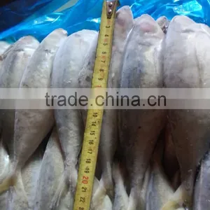 20cm+ Whole Round Frozen Thrachurus Japonicus Scad Mackerel thumbnail-1