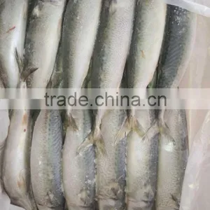 Most Favourable Frozen Pacific Mackerel Chilled Mackerels thumbnail-5