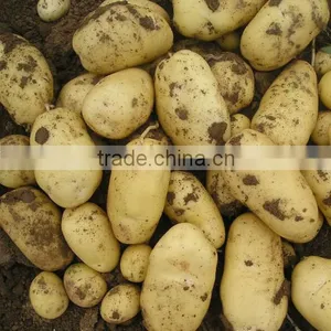 Fresh Yellow Potato From New Crop ( China Origin) thumbnail-1