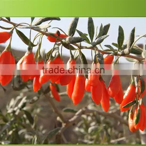 Ningxia Dried Wolfberry Wholesale for Lowering Blood Pressure thumbnail-1