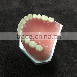 Integrated Denture Model Teaching Demonstration thumbnail-6