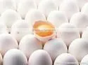 Best Buy White Table Egg thumbnail-1