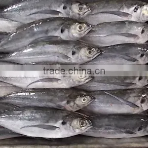 FROZEN HORSE MACKEREL WHOLE ROUND thumbnail-4