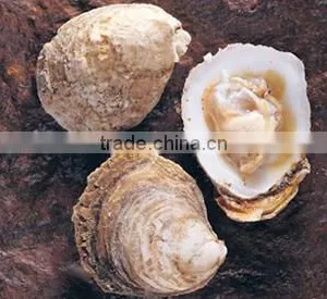 Chilean Oyster - Live thumbnail-1