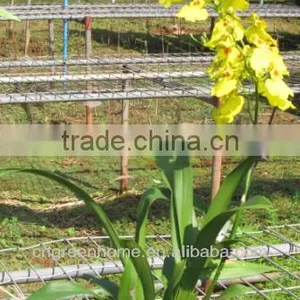Oncidium thumbnail-2