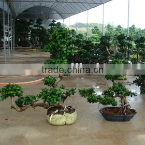 Ficus Microcarpa thumbnail-1