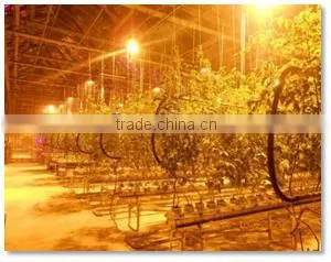 Artificial Lighting System for Greenhouse thumbnail-2