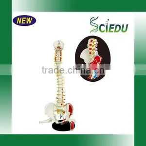Medical Science Subject and Skeleton Model Type Spine Model thumbnail-1