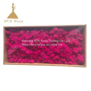 China Most Popuplar Everlasting Moss: The Key to Plant Walls thumbnail-4