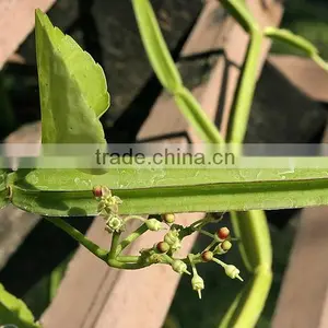 Fine Quality Cissus Quadrangularis Powder At Your Door Step thumbnail-3