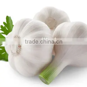 Natural Black Garlic Oil Factory Price thumbnail-1