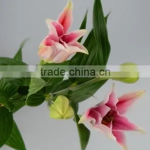 New Sorbonne Export Lilies Fresh Cut Flowers thumbnail-1