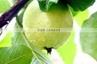 GOOD QUALITY Fresh White Guava thumbnail-3
