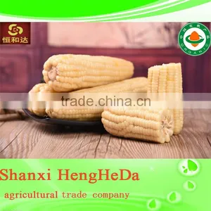 New Style New Products for Teenagers Yellow Maize Corn From Pakistan thumbnail-1