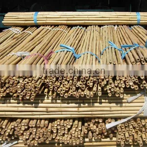 Bamboo Canes thumbnail-1