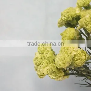 Various Hot-sale Fresh Flower of Green Carnation Flower thumbnail-3
