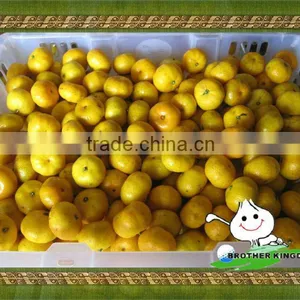 Baby Mandarin Orange From BROTHERKINGDOM thumbnail-1