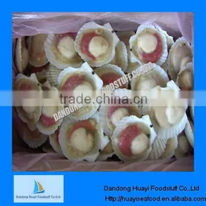 Scallop thumbnail-1