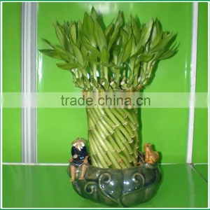 Fengshui Wheel Lucky Bamboo Air Bonsai Tree Dracaena Sanderiana Indoor Ornamental Aquatic Water Plants Nursery Garden Decoration thumbnail-3