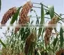 White Sorghum thumbnail-1