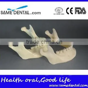 Dental Simulation Mandibular Model DEA-41 thumbnail-1