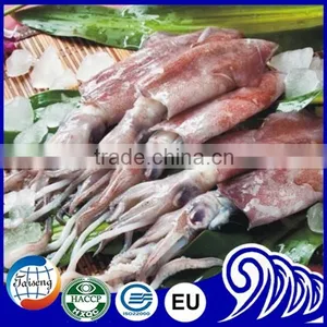 California Frozen Fresh Whole Round Squid With Price thumbnail-2