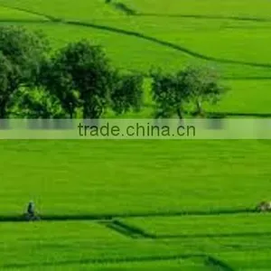 JAPONICA /CARLROSE / SUSI WHITE RICE 5% BROKEN - GOOD FOR HEALTH thumbnail-4