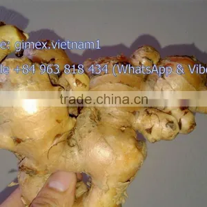 New Ginger From Viet Nam 2015 - 2016 thumbnail-2