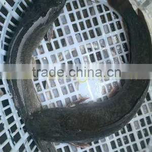 Good Fish Catfish Importers thumbnail-1