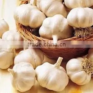 China Garlic Price 2016 thumbnail-5