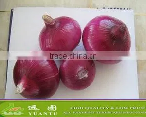 Fresh Yellow/Red Onion Supplier/Producer/Farmer thumbnail-4