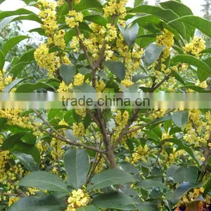 Sweet Osmanthus Sweet Olive Tea Olive Fragrant Olive Seeds for Growing Beautiful Flower Trees thumbnail-1