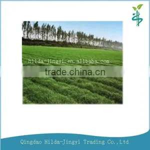 Organic Vegetable Powder Wheat Grass Powder thumbnail-1