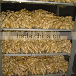 Fresh Semi-air Dried Ginger thumbnail-6