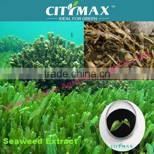 Seaweed Extract Powder thumbnail-1